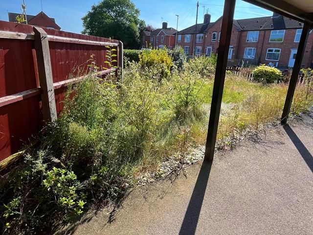 Garden Before Clearance