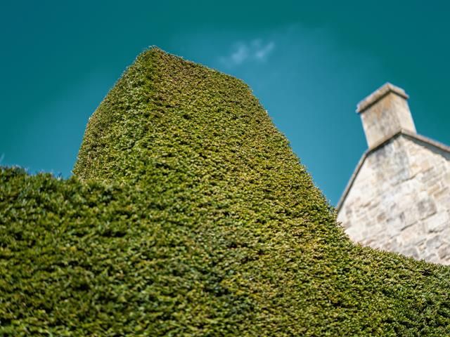 Hedge Trimming Services in Leicester